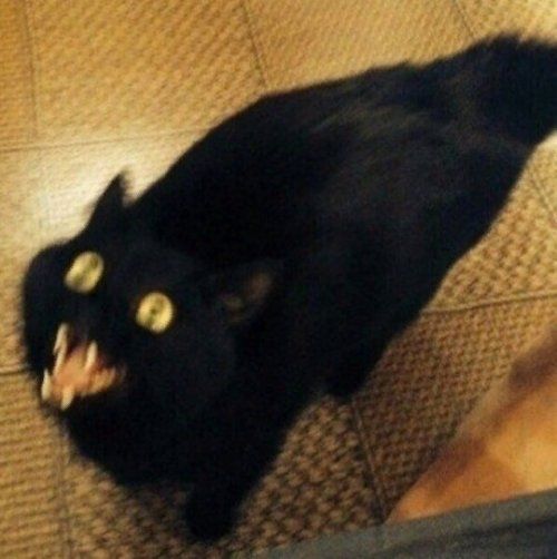 a black cat with its mouth open and yellow eyes