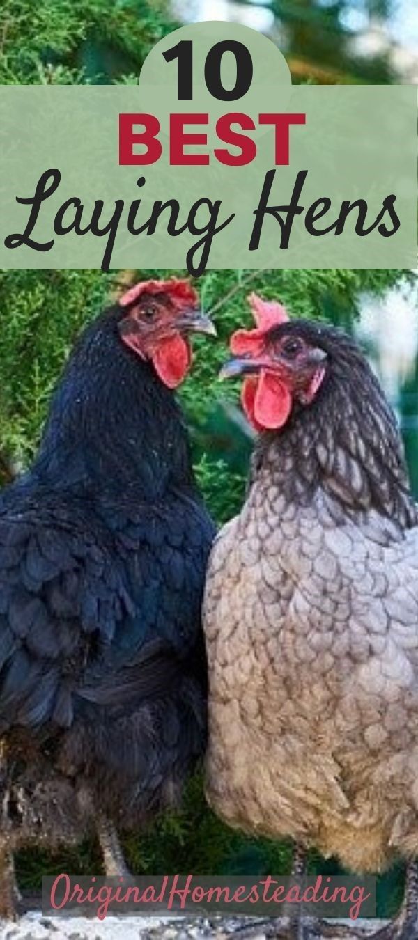 two chickens standing next to each other with the words, 10 best laying hens