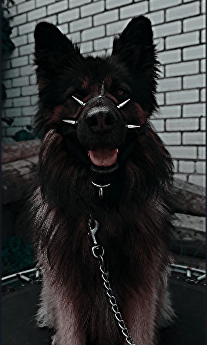 a black and brown dog with chains on it's head sitting in front of a brick wall