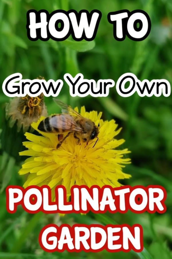 two bees on a yellow flower with the words how to grow your own polliner garden