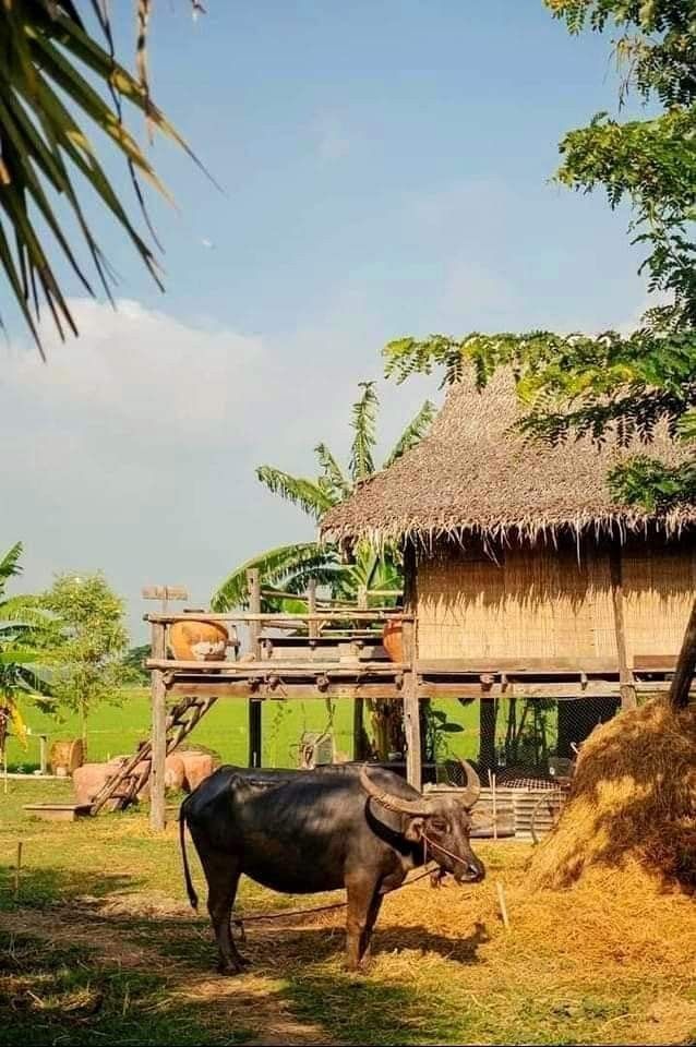 a cow standing in front of a straw hut