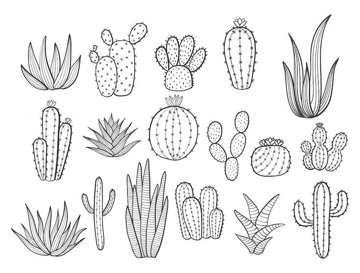 a collection of cactus plants and cacti in black and white on a white background