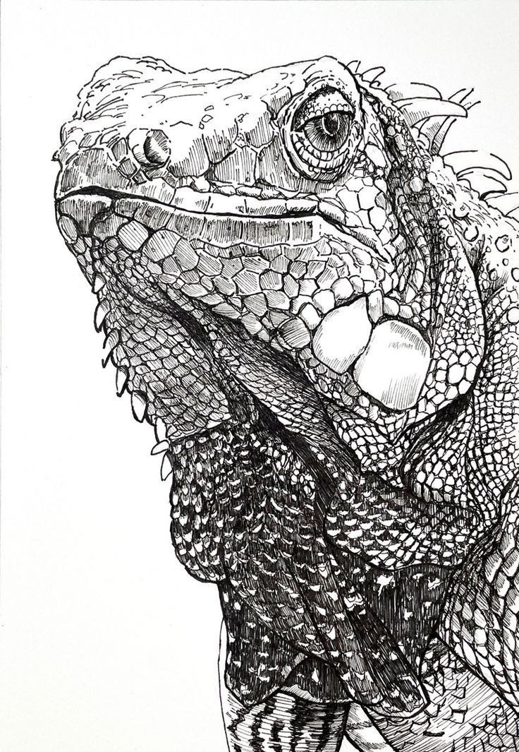 a black and white drawing of an iguana looking at the camera with its mouth open