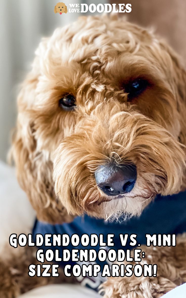 You’re here because you’re wondering what’s the difference between a Goldendoodle vs. Mini Goldendoodle. The Mini Goldendoodle is a miniature version of the gentle Golden Retriever with low shedding abilities. Poodles come in different sizes, and that variability has also affected the Goldendoodle mix. Goldendoodle Grooming, Grooming Style, Love Doodles, Mini Goldendoodle, Size Comparison, Goldendoodle, Training Tips, New Friends, Golden Retriever