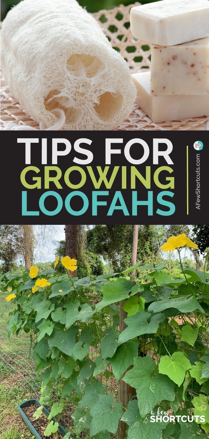 some plants and soaps with the words tips for growing loofahs on them