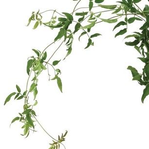 a branch with green leaves on it against a white background