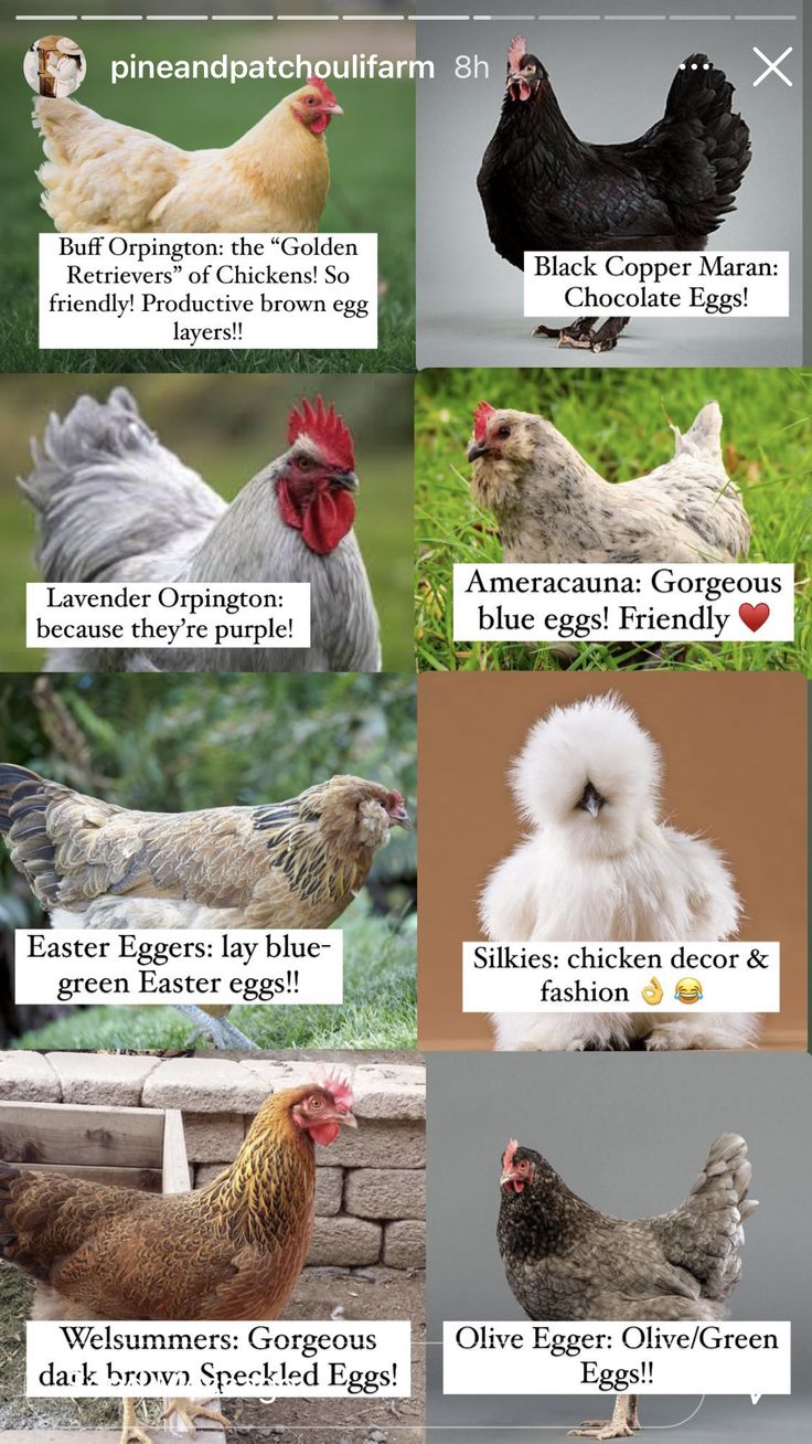 the different types of chickens and their names