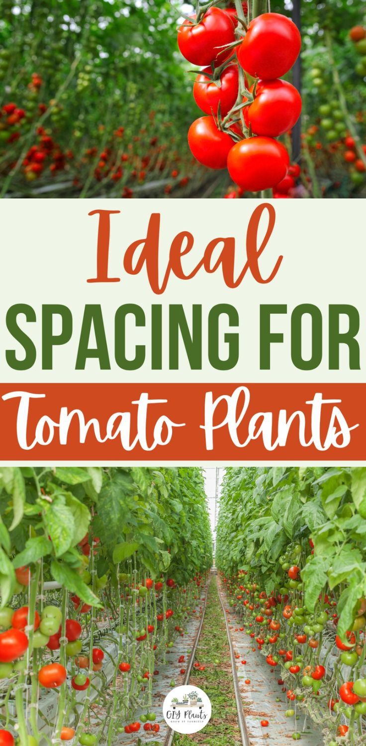 Ideal Spacing for Tomato Plants What To Plant Next To Tomatoes, Best Way To Stake Tomato Plants, Tomato Plant Spacing, Raised Bed Tomatoes, How To Stake Tomato Plants, Growing Tomatoes In Raised Bed, Stake Tomato Plants, Tomatoes In Raised Beds, Staking Tomatoes