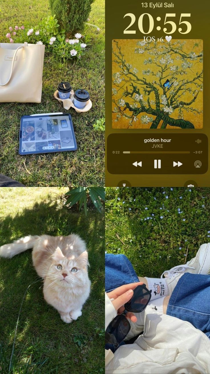 a collage of photos with an image of a cat on the grass and a person holding a cell phone