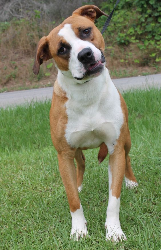 a brown and white dog standing on top of a lush green field