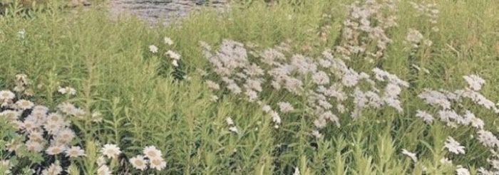 some white flowers are in the grass and water