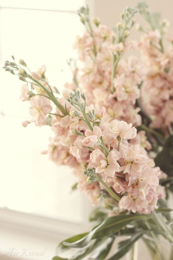 a vase filled with pink flowers next to a window