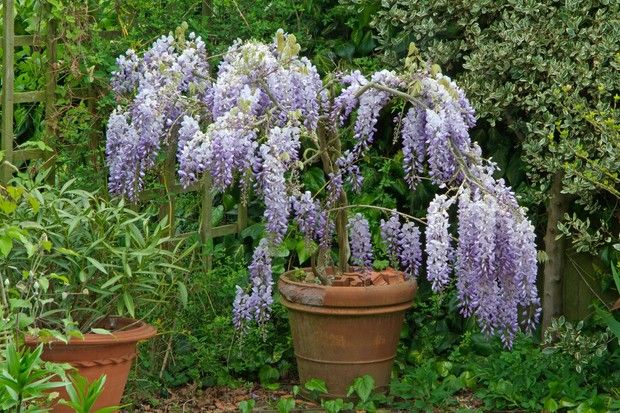 purple flowers are growing in pots on the ground