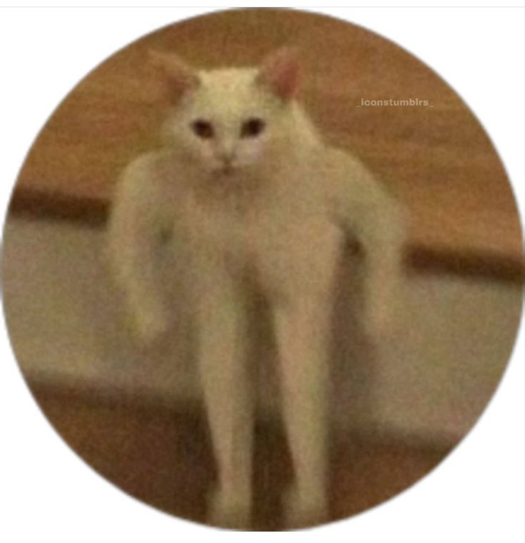 a white cat standing on top of a wooden floor in front of a round frame