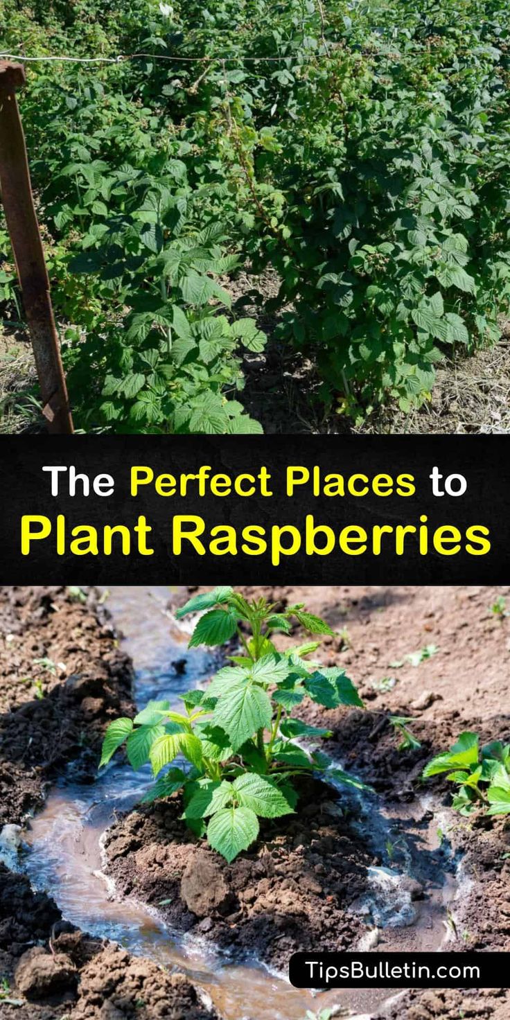 the perfect places to plant raspberries