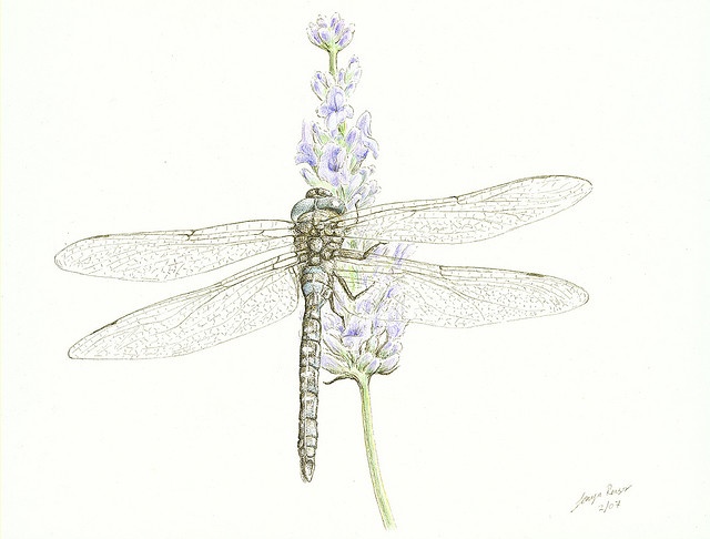 a drawing of a dragonfly sitting on top of a lavender plant with its wings spread