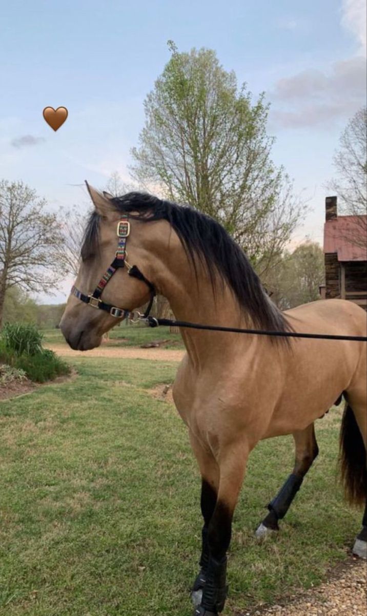 a brown horse standing on top of a lush green field