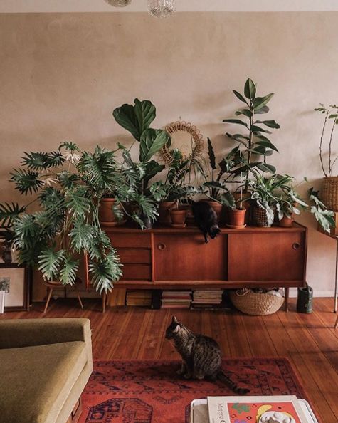 a cat sitting on the floor in front of some plants and a couch with a book