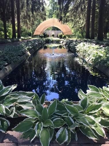 a pond surrounded by lots of green plants