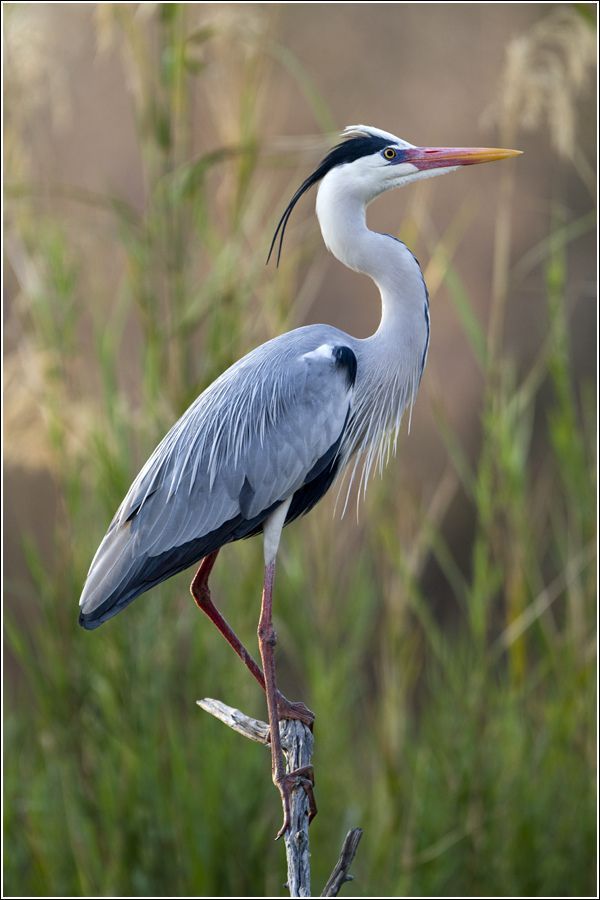 an image of a bird that is standing on a branch with grass in the background