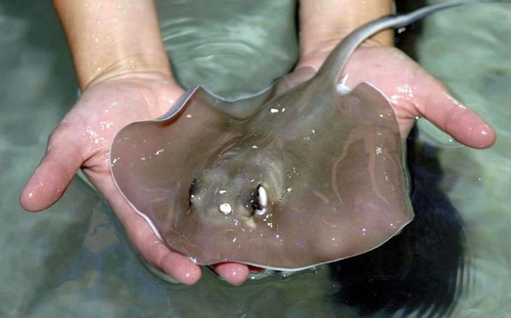 a close up of a person holding a stingfish