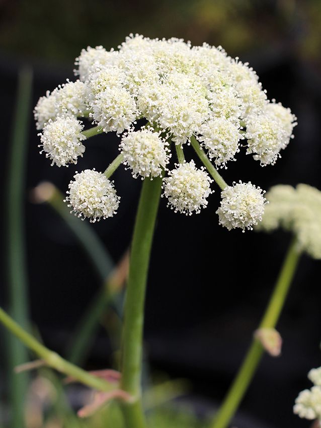 some white flowers that are growing in the grass and on top of another plant with green stems