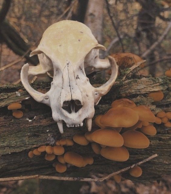 an animal skull on a tree with mushrooms growing out of it