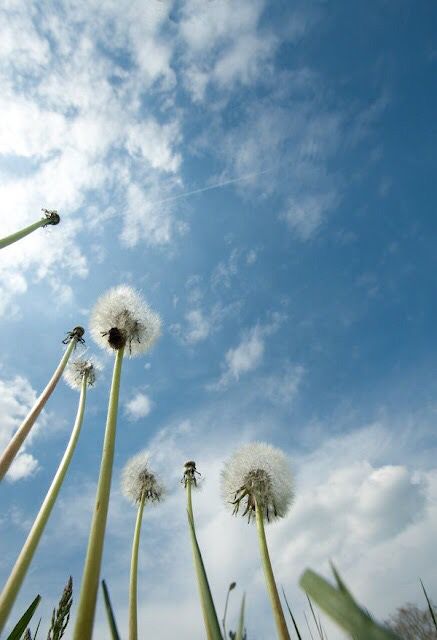 dandelions blowing in the wind against a blue sky with clouds and some grass