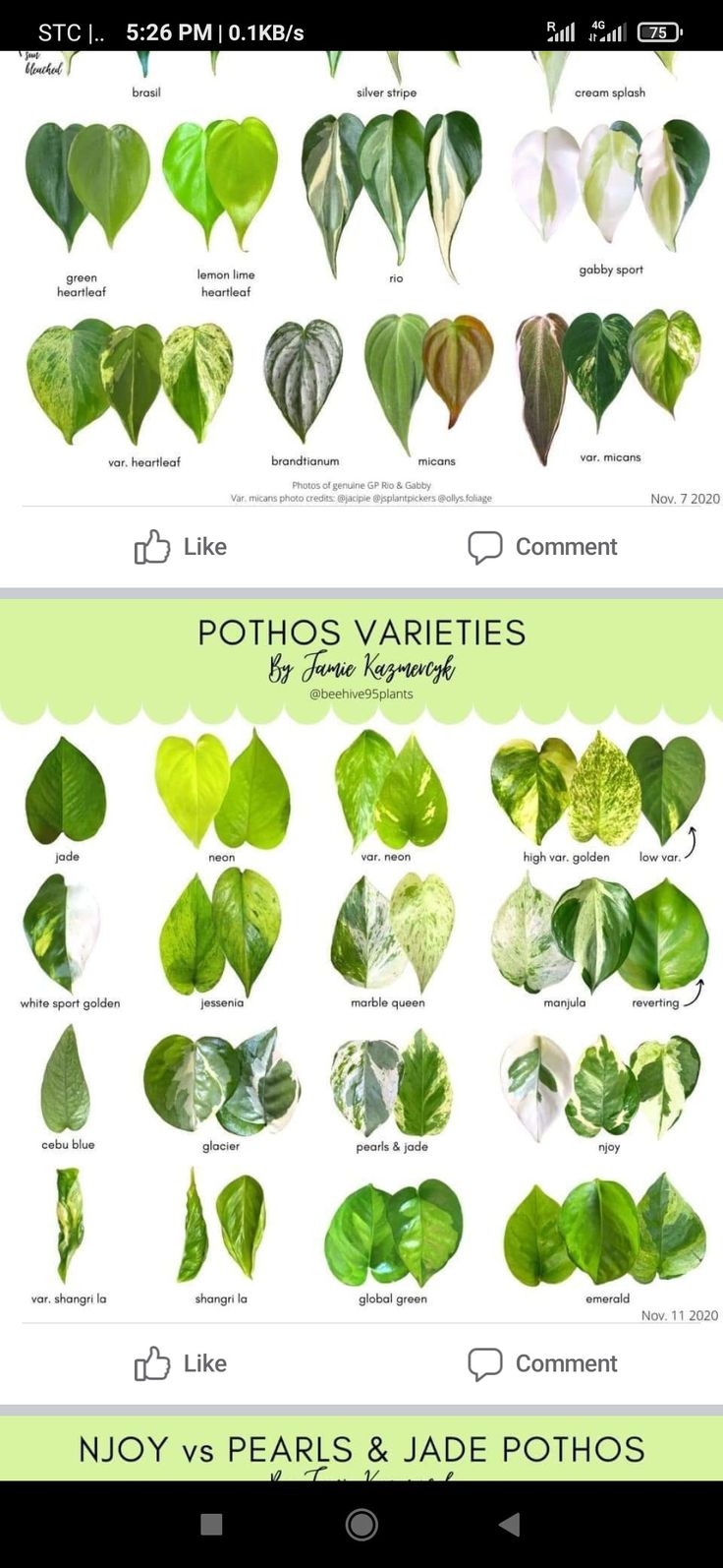 the different types of leaves are shown in this screenshoto screen shot, with text below