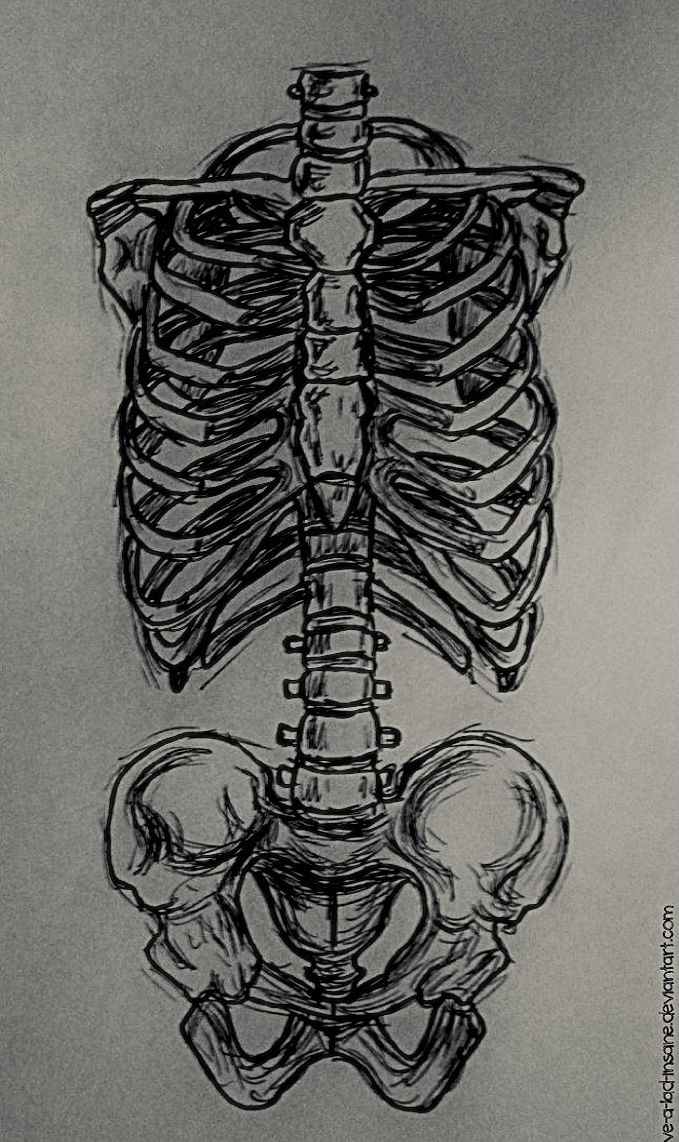 a black and white drawing of a human skeleton with the lower body visible from behind