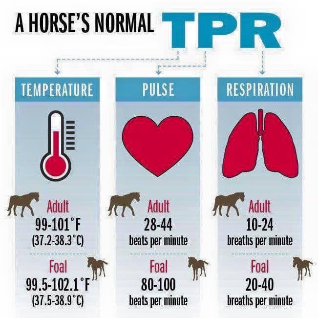 a horse's normal temperature is shown in the diagram, and it shows how much heat