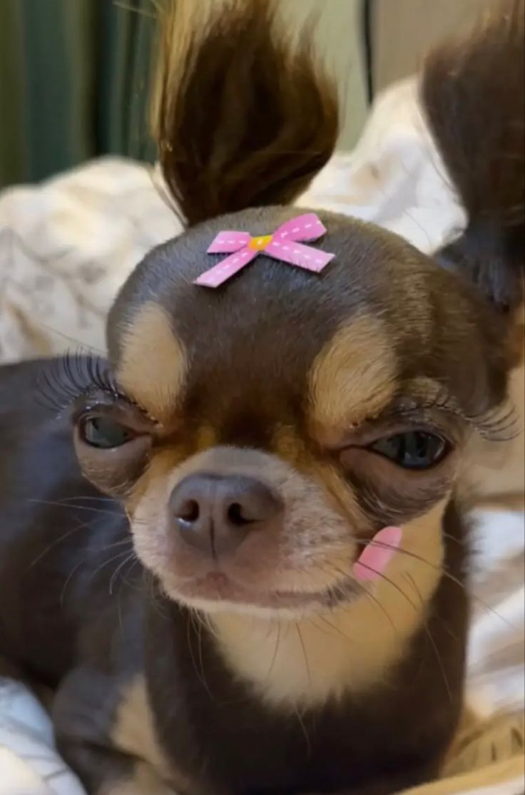 a small dog with a pink bow on it's head