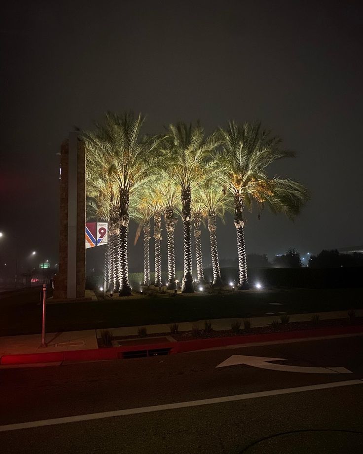 the palm trees are lit up at night