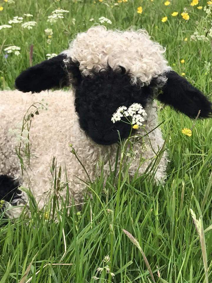 a black and white sheep is standing in the tall grass with daisies on its back