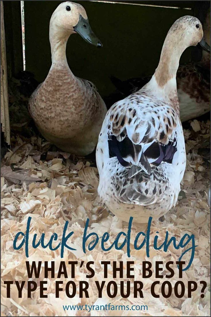 two ducks sitting next to each other with text overlay that reads, click bedding what's the best type for your coop ages?