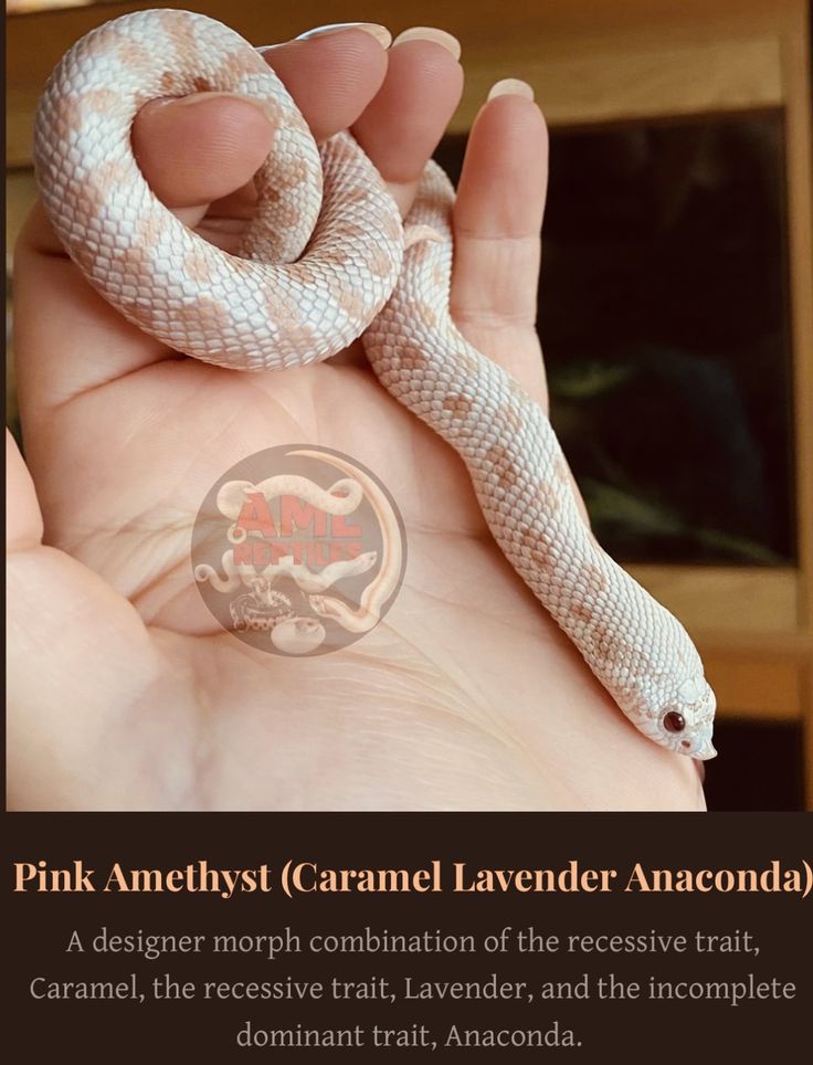 a hand holding a small white snake in it's right hand, with the caption pink anchyst caramel lavender anaconda