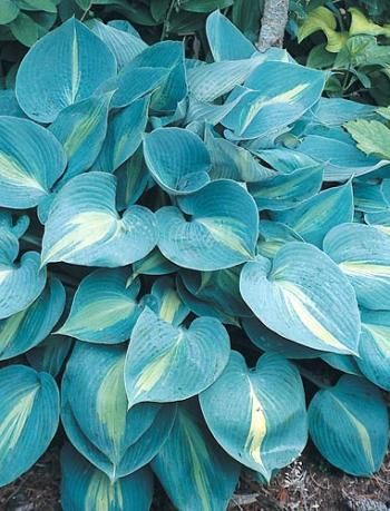 blue and green leaves are growing on the ground