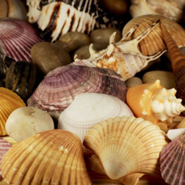 many seashells are gathered together on the beach