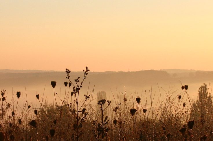 the sun is setting over a field with wildflowers and fog in the distance