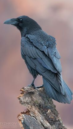 a black bird sitting on top of a tree branch