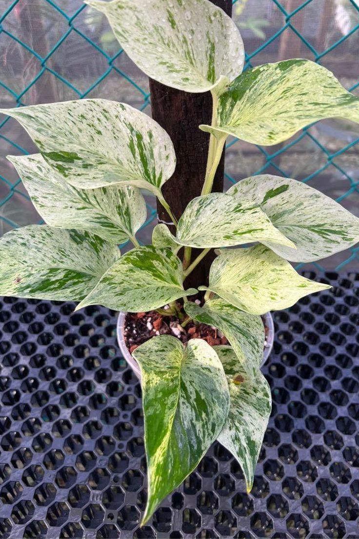 a potted plant with white and green leaves on it's side, in front of a chain link fence