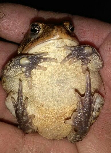 a small frog sitting in the palm of someone's hand