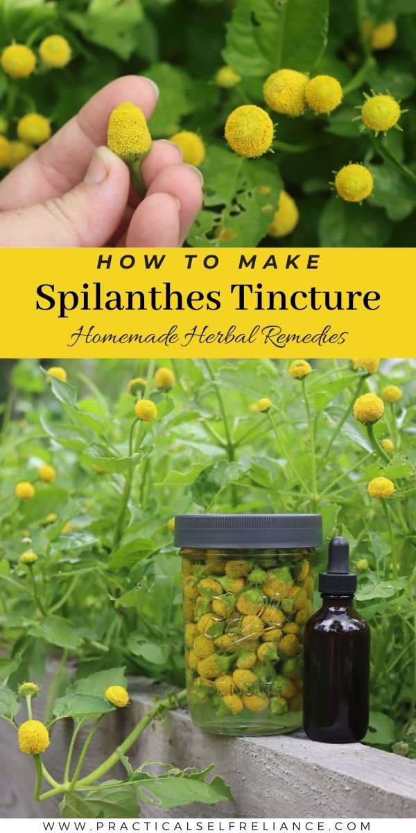 Spilanthes Tincture Herbs That Help With Toothaches, Skullcap Tincture Recipe, Toothache Plant Tincture, Spilanthes Tincture, Garden Grimoire, Chervil Herb, Toothache Plant, Tincture Recipes, Lemon Balm Tincture