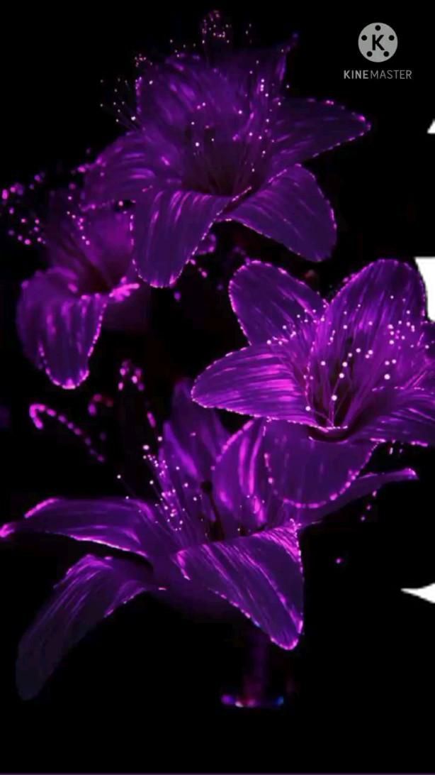 purple flowers with water droplets on them in front of a black background and white text