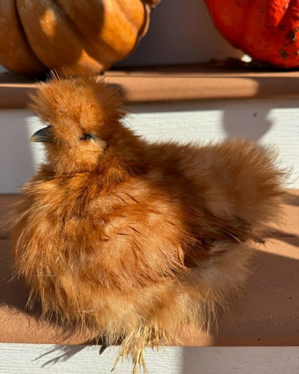 Lavern Clarke Jersey Silkies Silkie Rooster, Silkie Chickens, Dark Eyes, Falling In Love, In Love, Chicken, Black