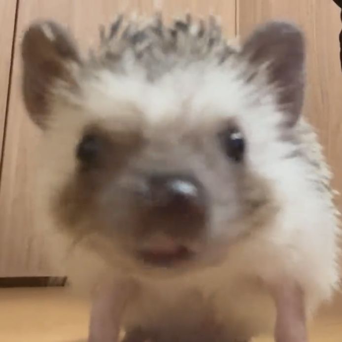 an adorable little hedgehog sitting on top of a table