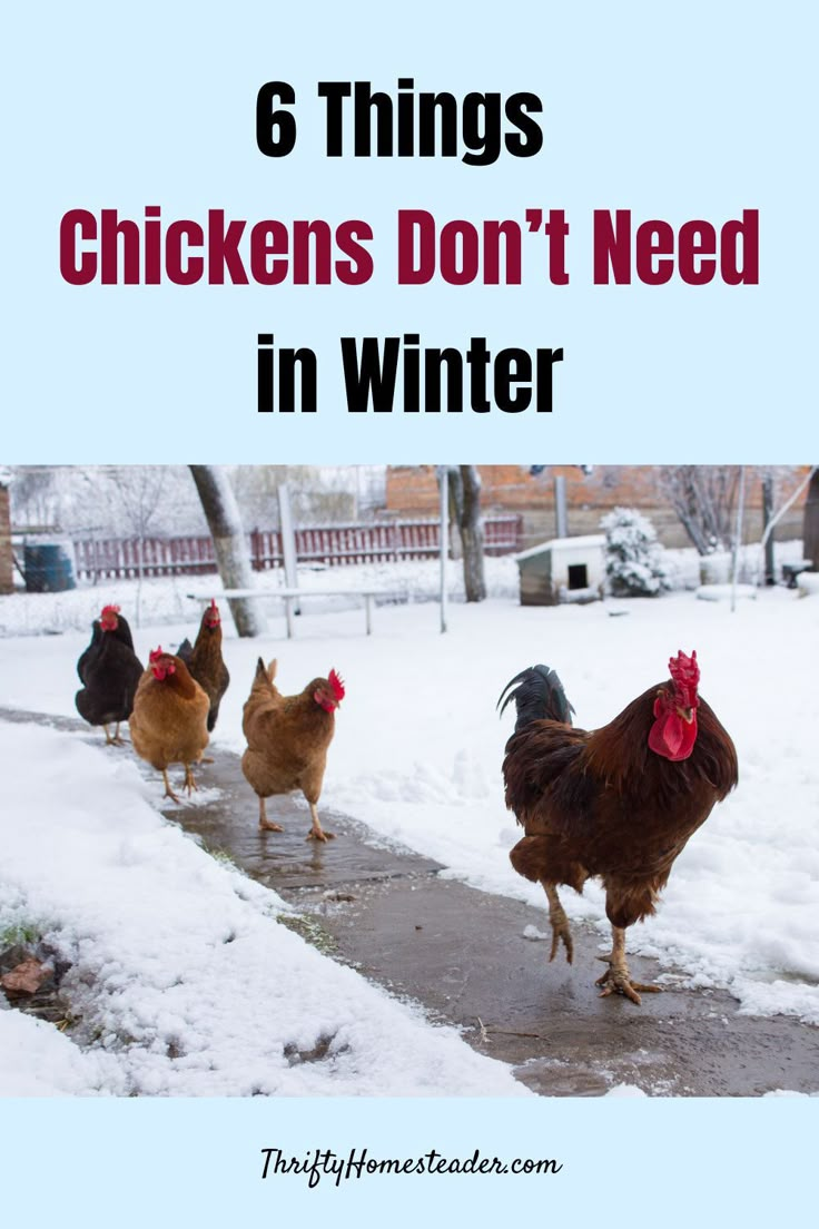 chickens walking in the snow with text that reads 6 things chickens don't need in winter