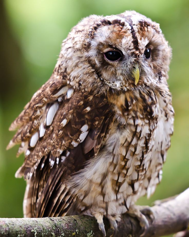 an owl sitting on top of a tree branch