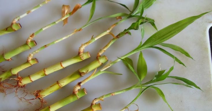 several stalks of asparagus on a cutting board