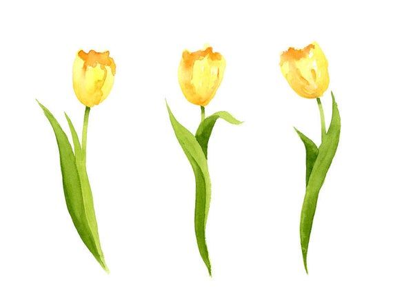 three yellow tulips with green stems on a white background